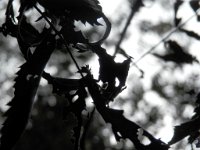 amelie_272