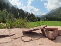 lino_389