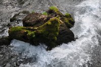 drene_357