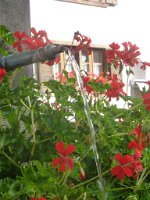 marine_523