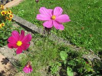 armelinda_065