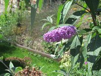 davide_058