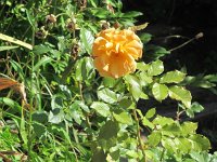 flavia_005