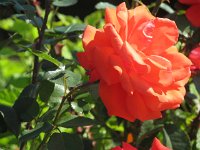 flavia_059