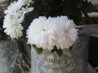 flavia_075