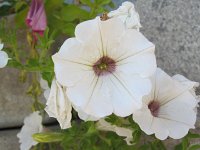 flavia_077