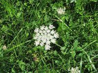 jules_026