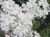 julieDomon_026