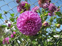 lino_051