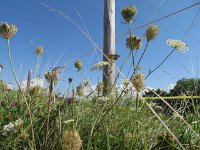lino_052