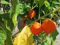 lino_054