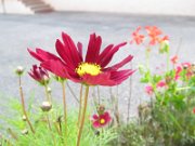 julia_052