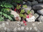 loica_009