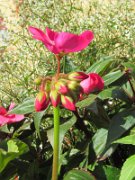 loica_018