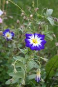 noemie_010