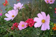noemie_044