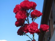 ruth_038