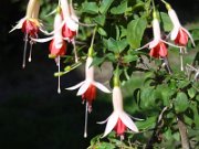shugirshan_011