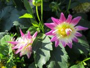delphine_239