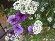 edona_329