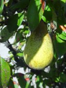 shugirshan_004