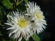 shugirshan_168
