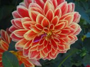 shugirshan_174