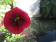 thomas_294