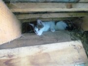 thomas_363