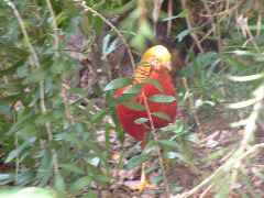 DSCF0091