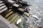 Nouss_084