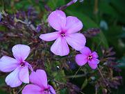 cindy.j_041