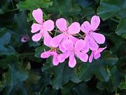 cindy.j_061