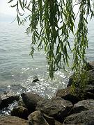 fiona_238