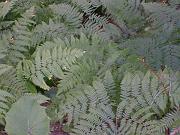 fiona_264