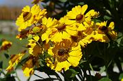 nadege_001