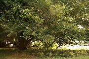 simon_170