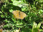 thomas_092