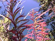 dexter_126