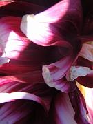 caroline_029