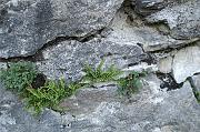 nadege_035