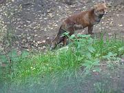 caroline_068