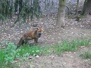 thomas_158