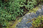 Roland_038