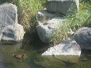 charlotte_312