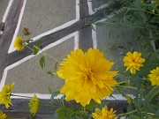 clara_512