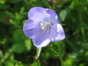 benedicte_015