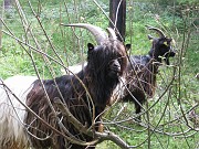benedicte_037