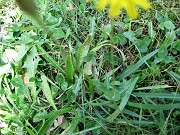 charlotte_045