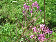 charlotte_076